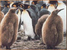 King Penguin