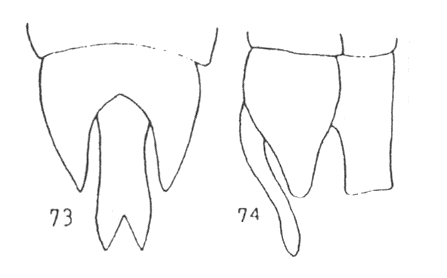 Malthodes fragilis